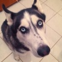 植发星萌萌哒小猫time