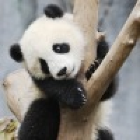 植发星美山筐玻