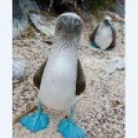 植发星平安是福小幸福