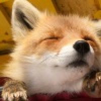 植发星萌小殇9489