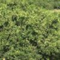 植发星离葵__199