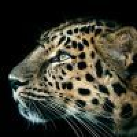 植发星紫情冬雨