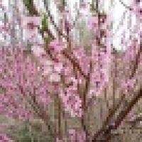 植发星血刺卤蛋28萳