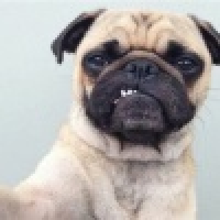 植发星摇滚耶稣