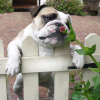 植发星窝窝三炮0184