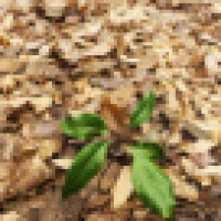 植发星梦魇My6252