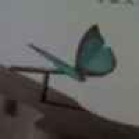 植发星wangxiali135