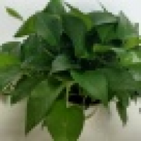 植发星裁决小琴g4x