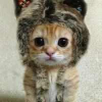 植发星血盟孑孑Pm113