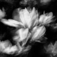 植发星沉默の1064